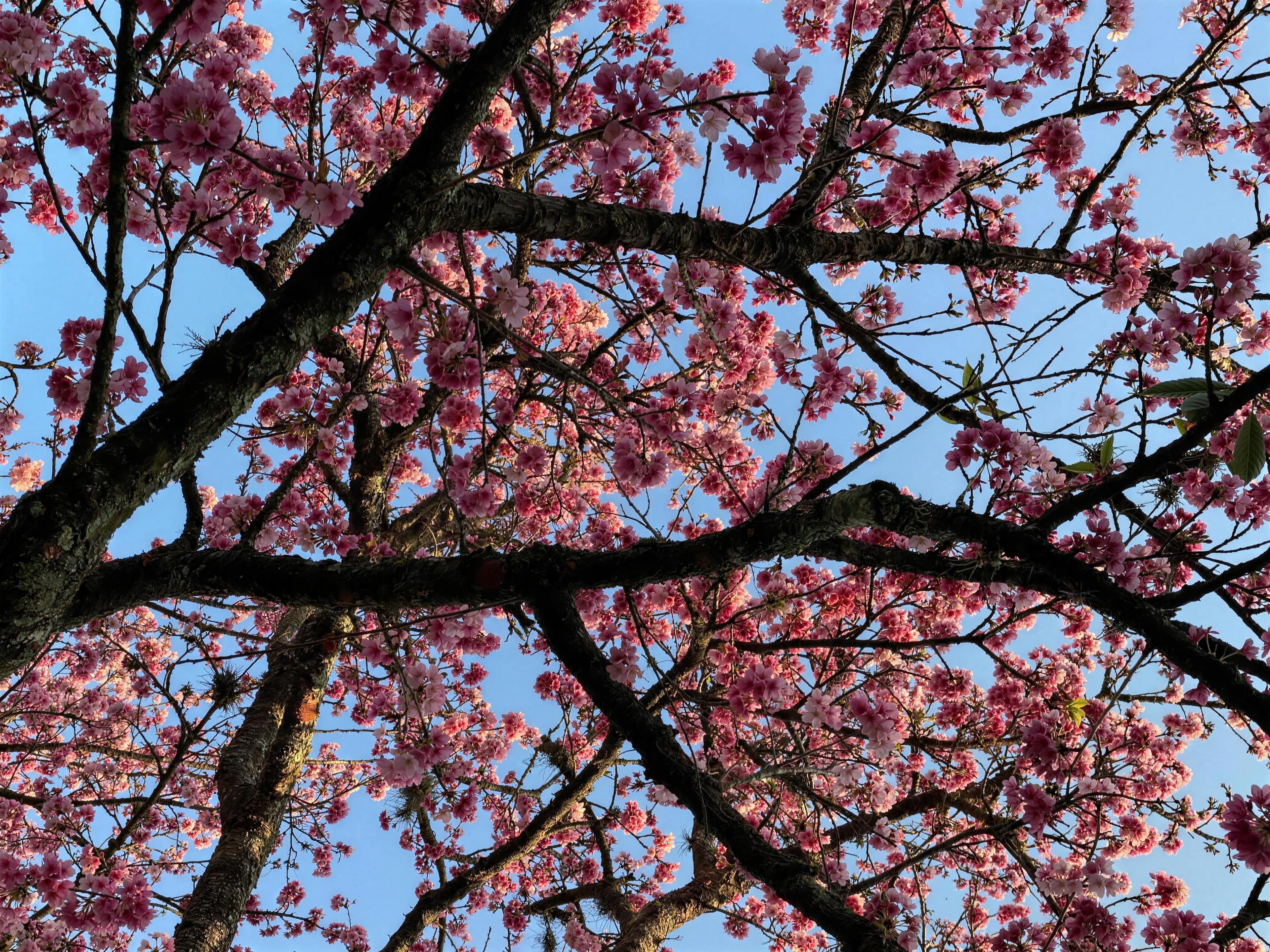 A redbud tree in full pink bloom against a blue spring sky