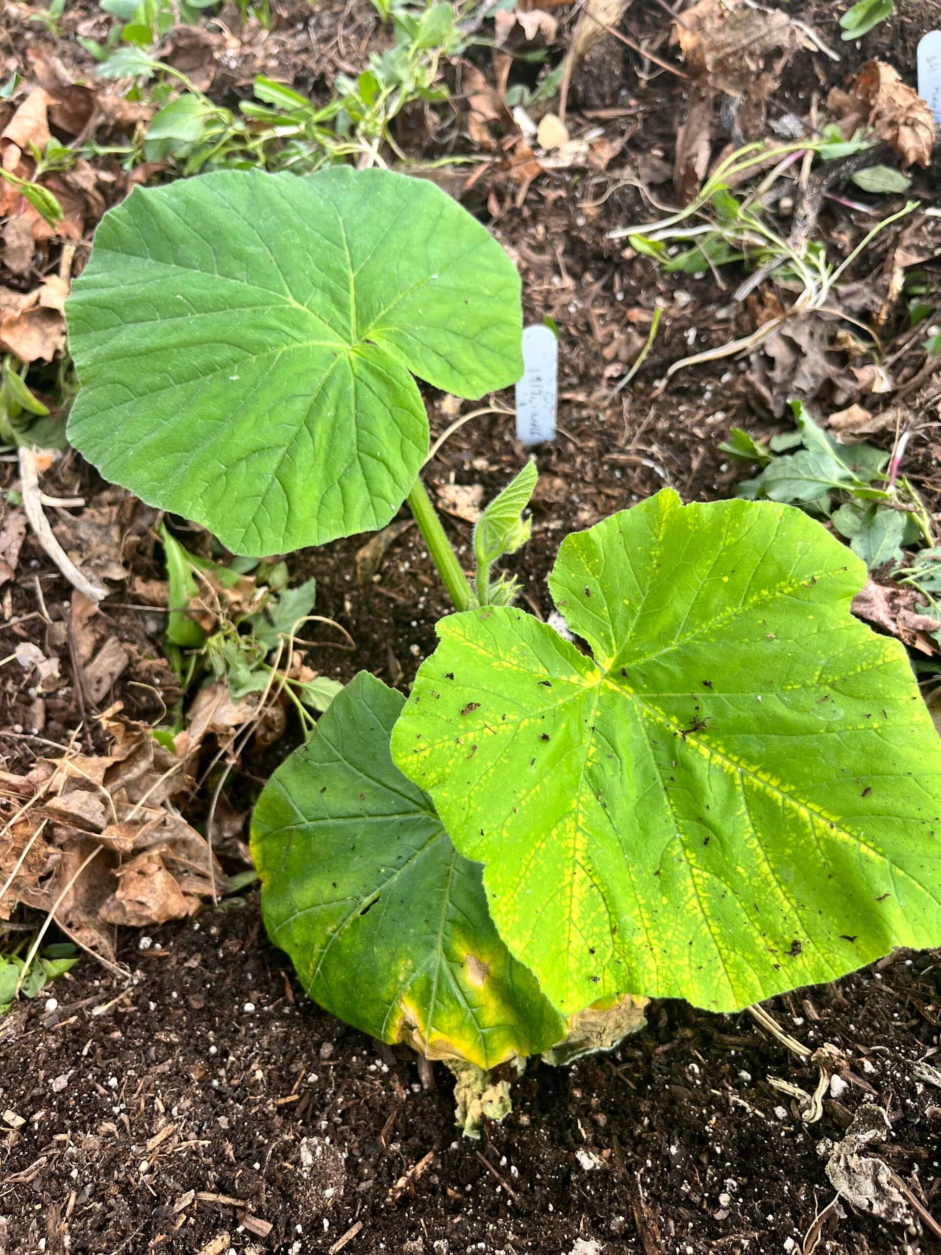 Young seedlings establishing in freshly enriched, dark, mulched garden soil