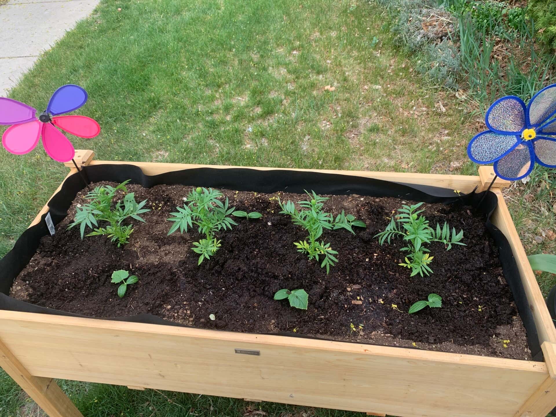 A freshly built and planted raised garden bed on a Cache Valley lawn