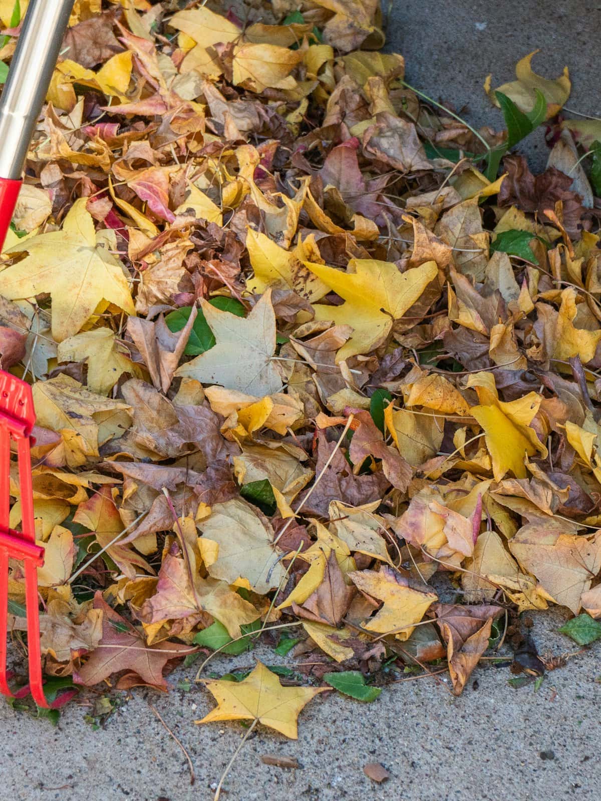 Fallen autumn leaves being raked up and gathered