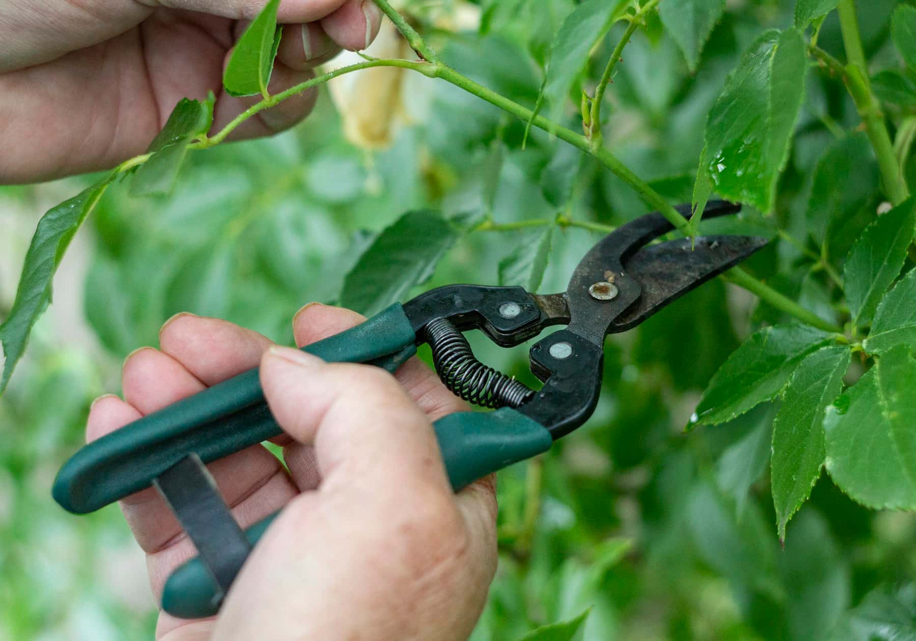 A clean cut being made on a stem with hand pruning shears