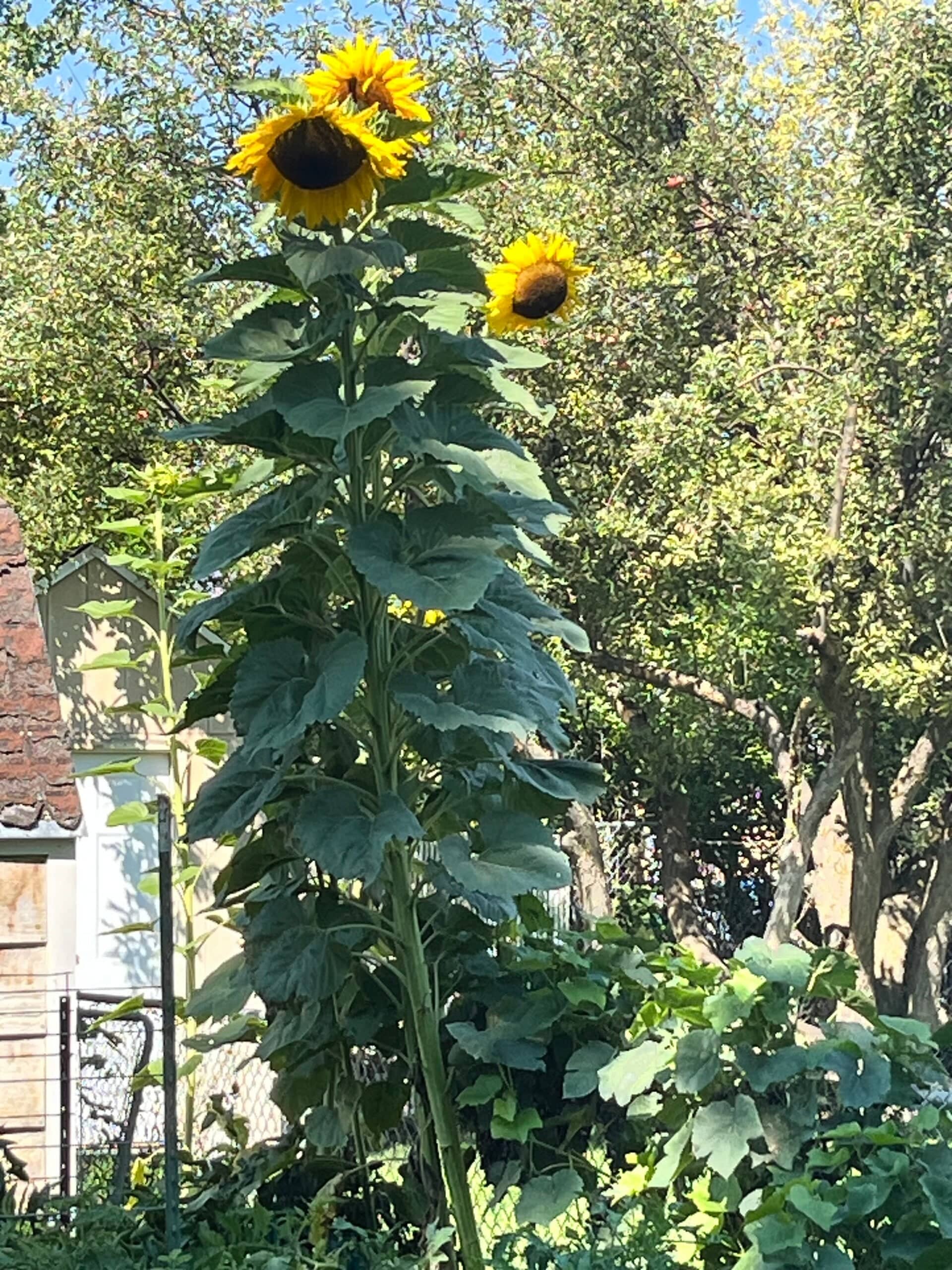 Towering sunflowers thriving in a garden cared for by RedBud Plant Care