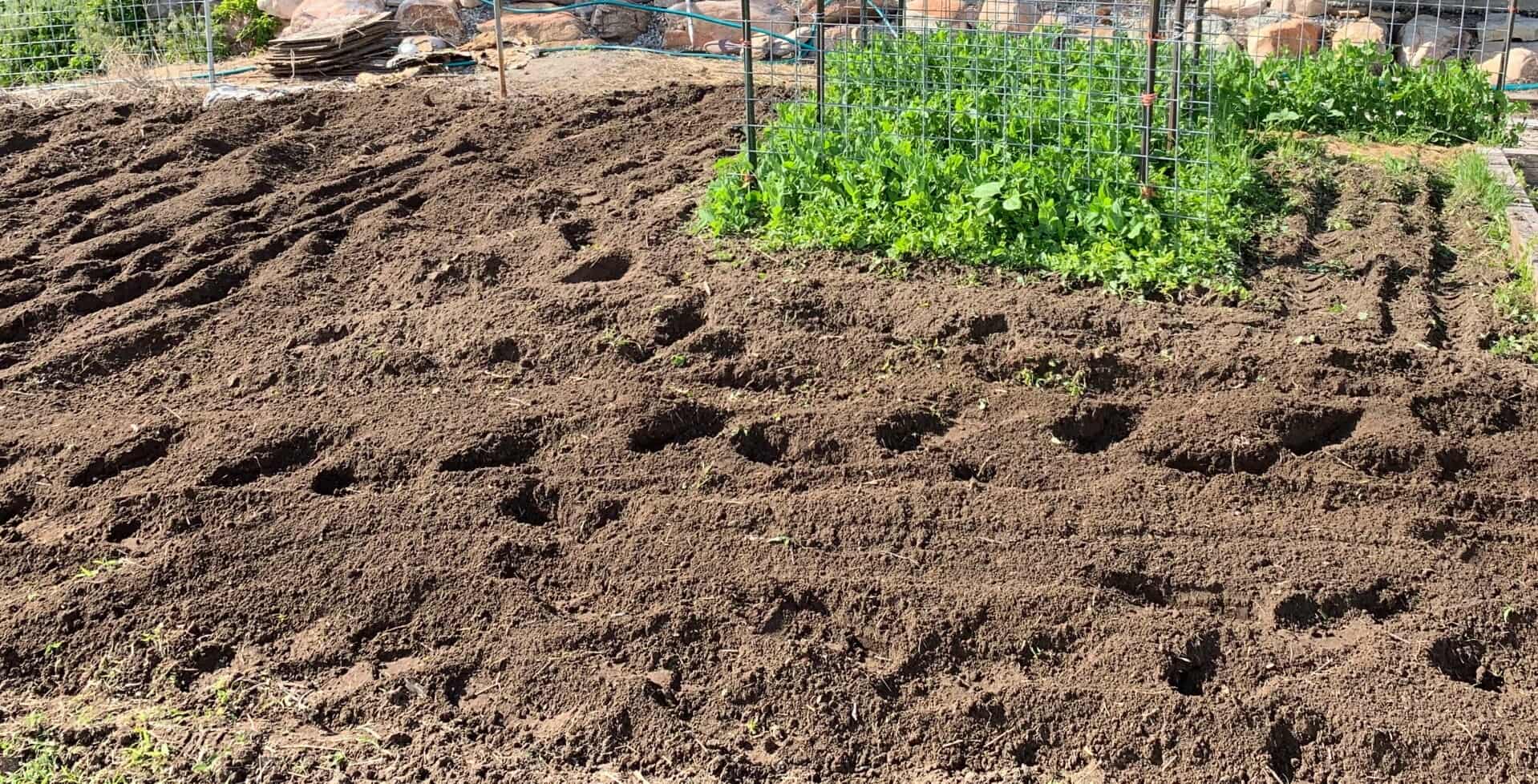Freshly tilled garden rows with young vegetable plants coming up in dark soil